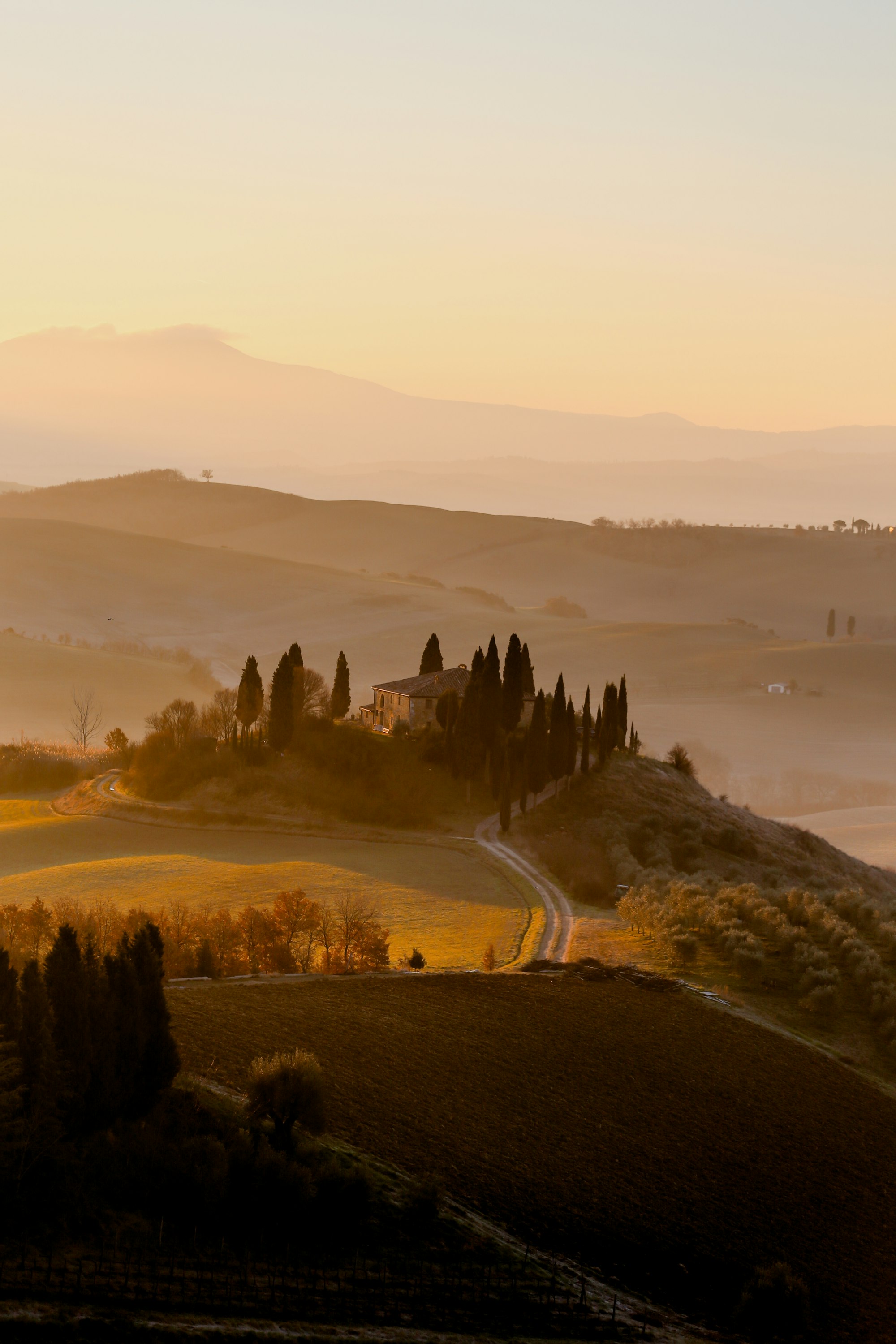 Cypress trees and farm tracks crossing the golden hills of the Val d'Orcia
