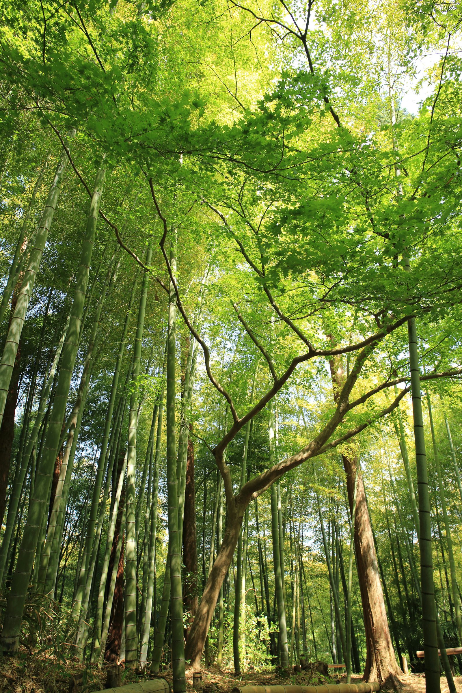 Sunlight falling through the green canopy of a sacred Umbrian wood
